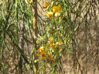 341_jacksonia_sternbergiana_img_9859.jpg