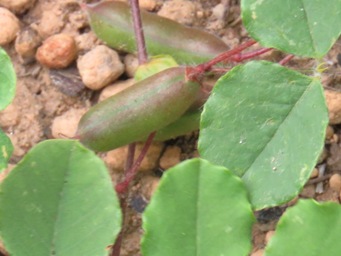 341_kennedia_carinata_foliage_and_pods_img_4671c.jpg
