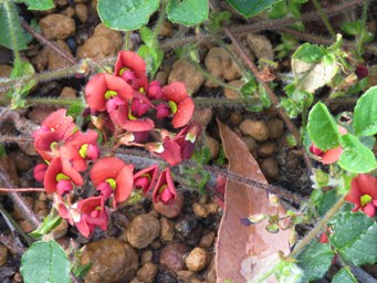 341_kennedia_carinata_img_5441c.jpg
