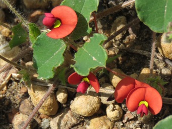 341_kennedia_carinata_img_9654c.jpg