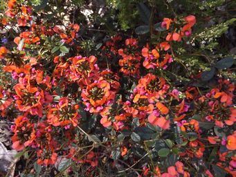 341_kennedia_coccinea_dscf0527.jpg