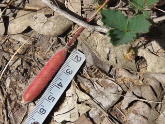 341_kennedia_prostrata_pod_img_4537.jpg