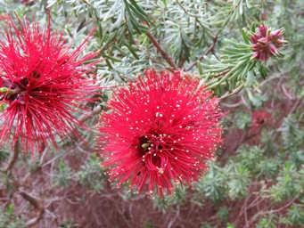 341_kunzea_baxteri_img_4869c.jpg