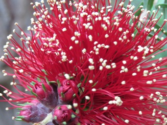 341_kunzea_baxteri_img_4875.jpg