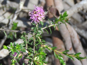 341_kunzea_micrantha_img_2925c.jpg