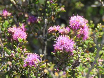 341_kunzea_micrantha_img_6064c.jpg