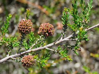 341_kunzea_micrantha_seed_cones_forming_img_6066.jpg
