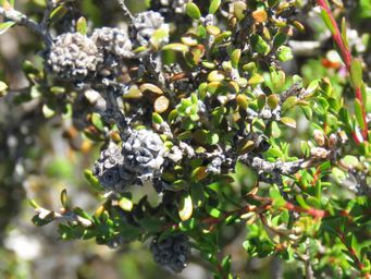 341_kunzea_micrantha_seed_cones_img_6069c.jpg