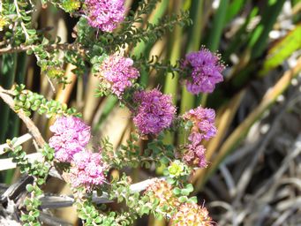 341_kunzea_recurva_img_0231.jpg