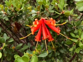 341_lambertia_inermis_img_5281.jpg