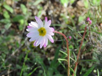 341_lawrencella_rosea_sk_img_8350c.jpg