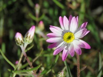 341_lawrencella_rosea_sk_img_8399c.jpg