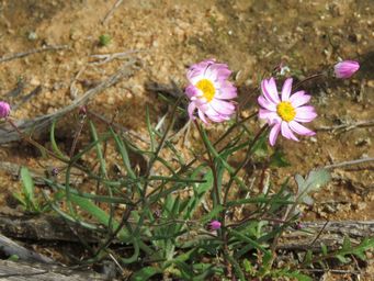 341_lawrencella_rosea_w_img_8772c.jpg