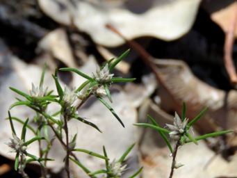 341_laxmannia_sessiliflora_subsp._australis_img_6822c.jpg