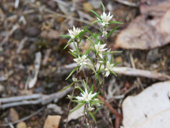 341_laxmannia_sessiliflora_subsp._australis_img_6989.jpg