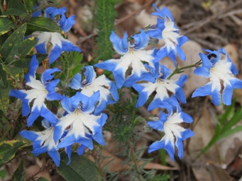 341_lechenaultia_biloba_img_2425.jpg