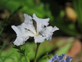 341_lechenaultia_biloba_white_img_3209.jpg
