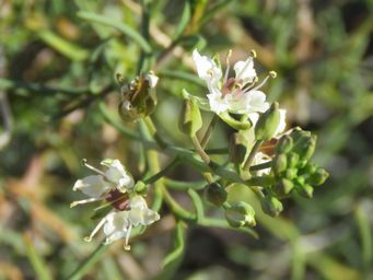 341_lepidium_platypetalum_img_0971ca.jpg