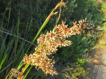 341_lepidosperma_gladiatum_coast_sword-sedge_img_1099c.jpg