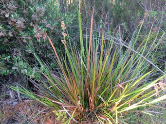 341_lepidosperma_gladiatum_coast_sword-sedge_img_1100.jpg