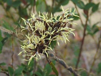 341_lepidosperma_squamatum_img_6277c.jpg