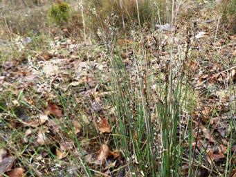 341_lepidosperma_tenue_dscf3398c.jpg