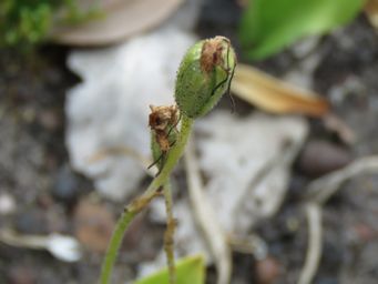 341_leptoceras_menziesii_seed_pod_img_8775c.jpg