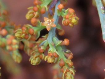 341_leptomeria_cunninghamii_img_1014cc.jpg