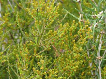 341_leptomeria_cunninghamii_img_1298.jpg