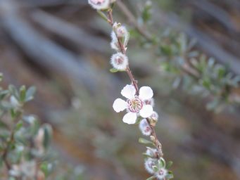 341_leptospermopsis_was_leptospermum_roei_img_9950.jpg