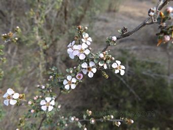 341_leptospermum_erubescens_dscf8145.jpg
