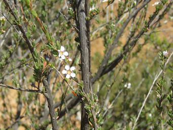 341_leptospermum_erubescens_img_9171.jpg