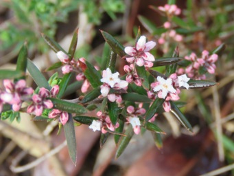 341_leucopogon_capitellatus_buds_img_8756c.jpg