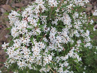 341_leucopogon_capitellatus_bush_sc.jpg