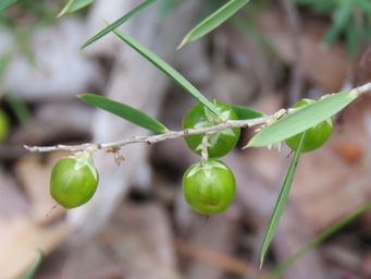341_leucopogon_fruit_img_7284c.jpg