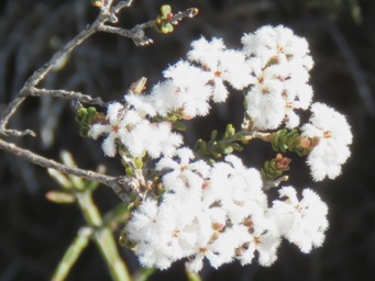 341_leucopogon_obtusatustarin_rock_img_4797ccc.jpg
