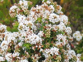 341_leucopogon_parviflorus_img_1252c1.jpg