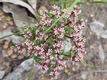 341_levenhookia_pusilla_3_c.jpg