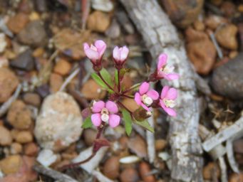 341_levenhookia_stipitata_img_4243c.jpg