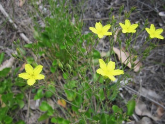 341_liparophyllum_latifolium_img_3545cs.jpg