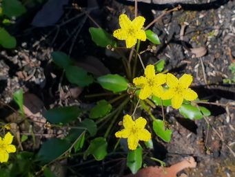 341_liparophyllum_violifolium_maybe_094609c.jpg