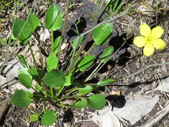 341_liparophyllum_violifolium_maybe_foliage_img_5952c.jpg