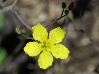 341_liparophyllum_violifolium_maybe_img_5954c.jpg