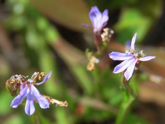 341_lobelia_anceps_img_0311c.jpg