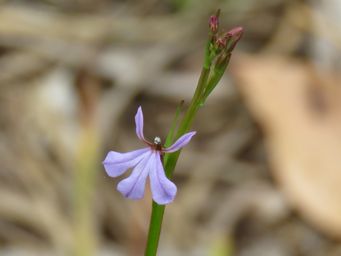 341_lobelia_anceps_img_4752c.jpg