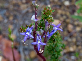 341_lobelia_gibbosa_img_6050ca.jpg