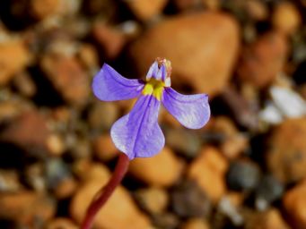341_lobelia_heterophylla_img_0396ca.jpg