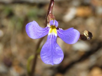 341_lobelia_heterophylla_img_5612c.jpg
