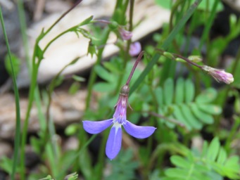341_lobelia_rhombifolia_img_1362c.jpg
