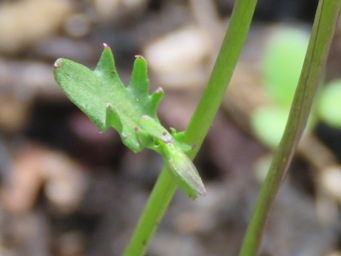 341_lobelia_rhombifolia_leaf_img_1361cc.jpg